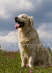 41 Balu